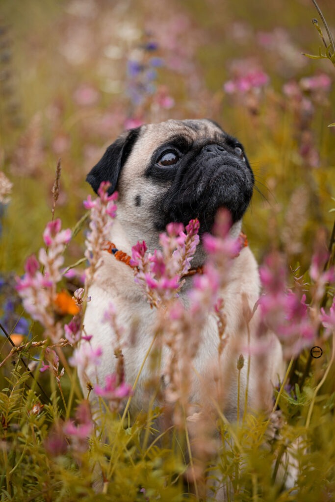 Sophart Photography Hunde Fotoshooting