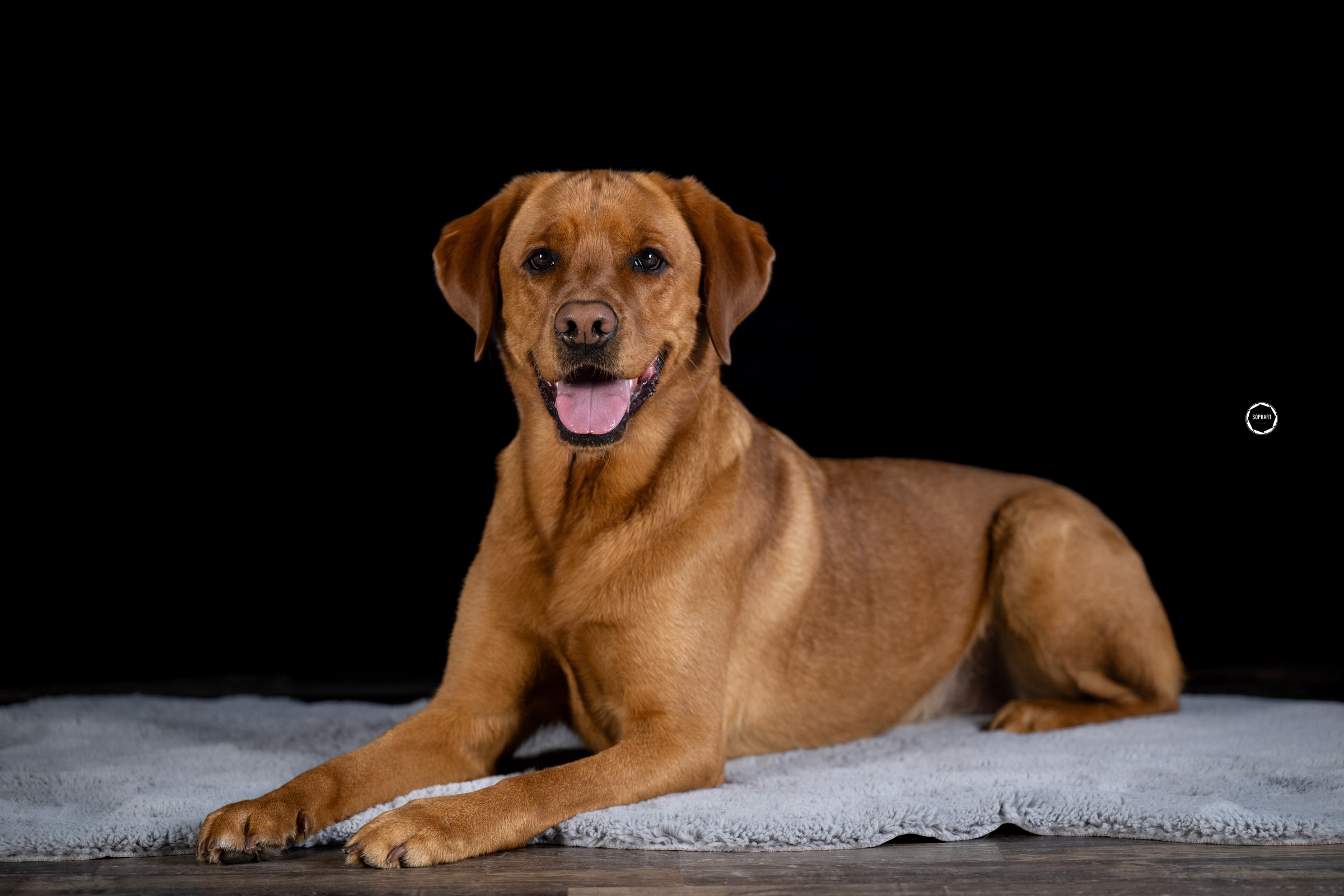 Hundefotografie Angebote – Outdoor & Studio