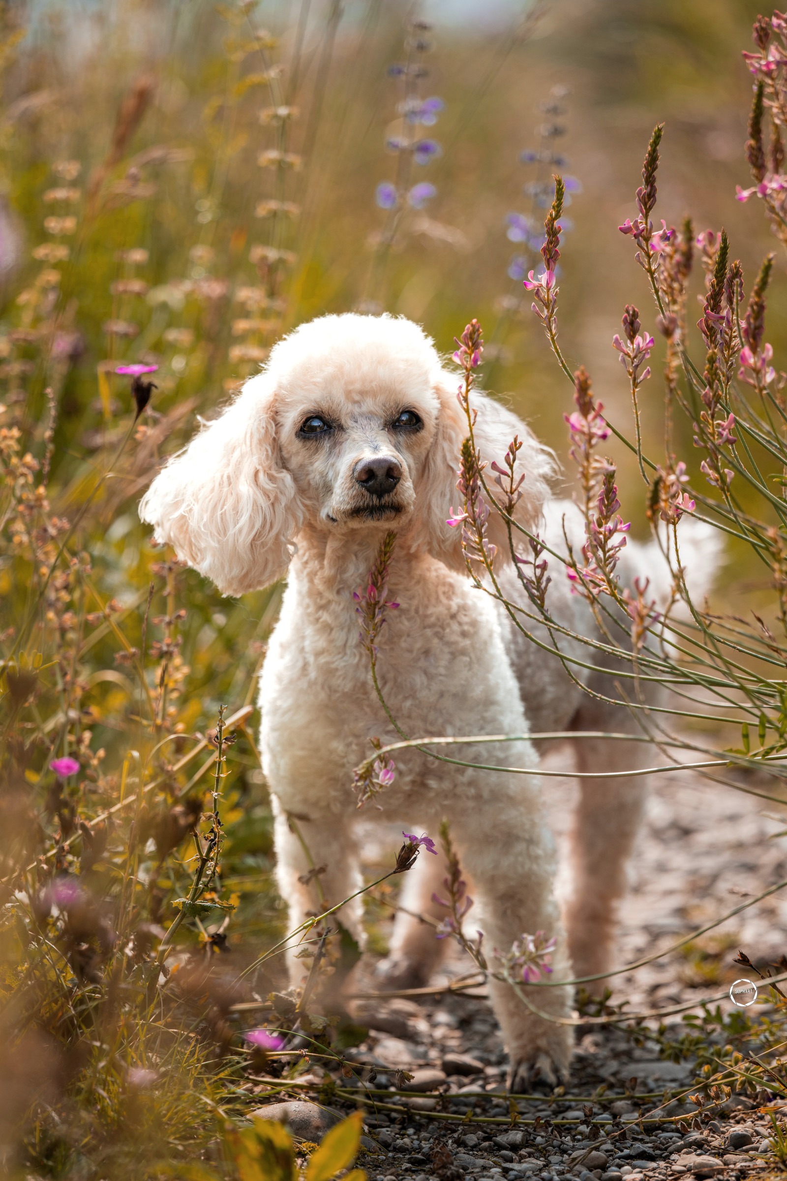 Sophart Photography Hundefotografie