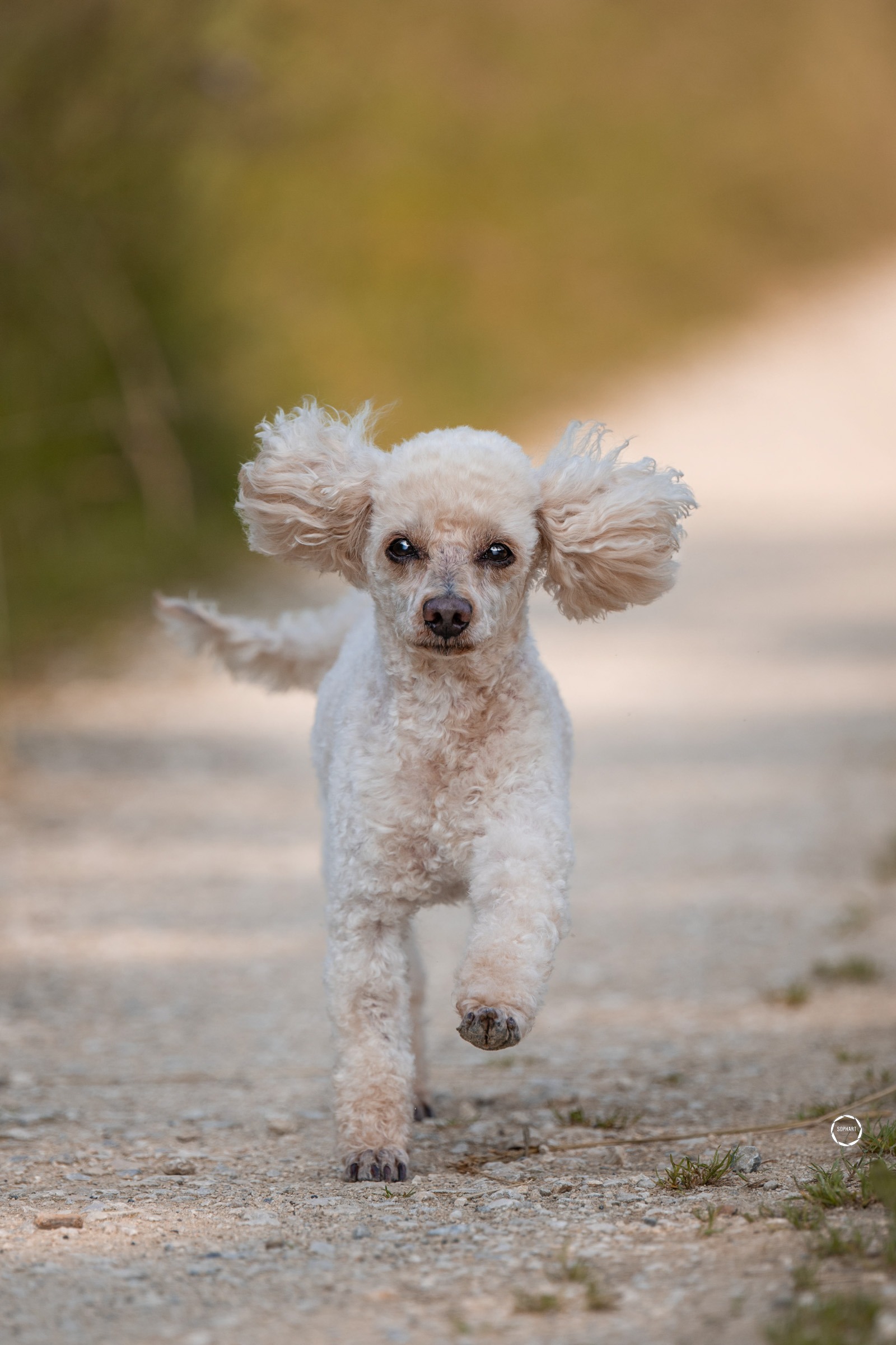 Sophart Photography Outdoor Hundefotografie