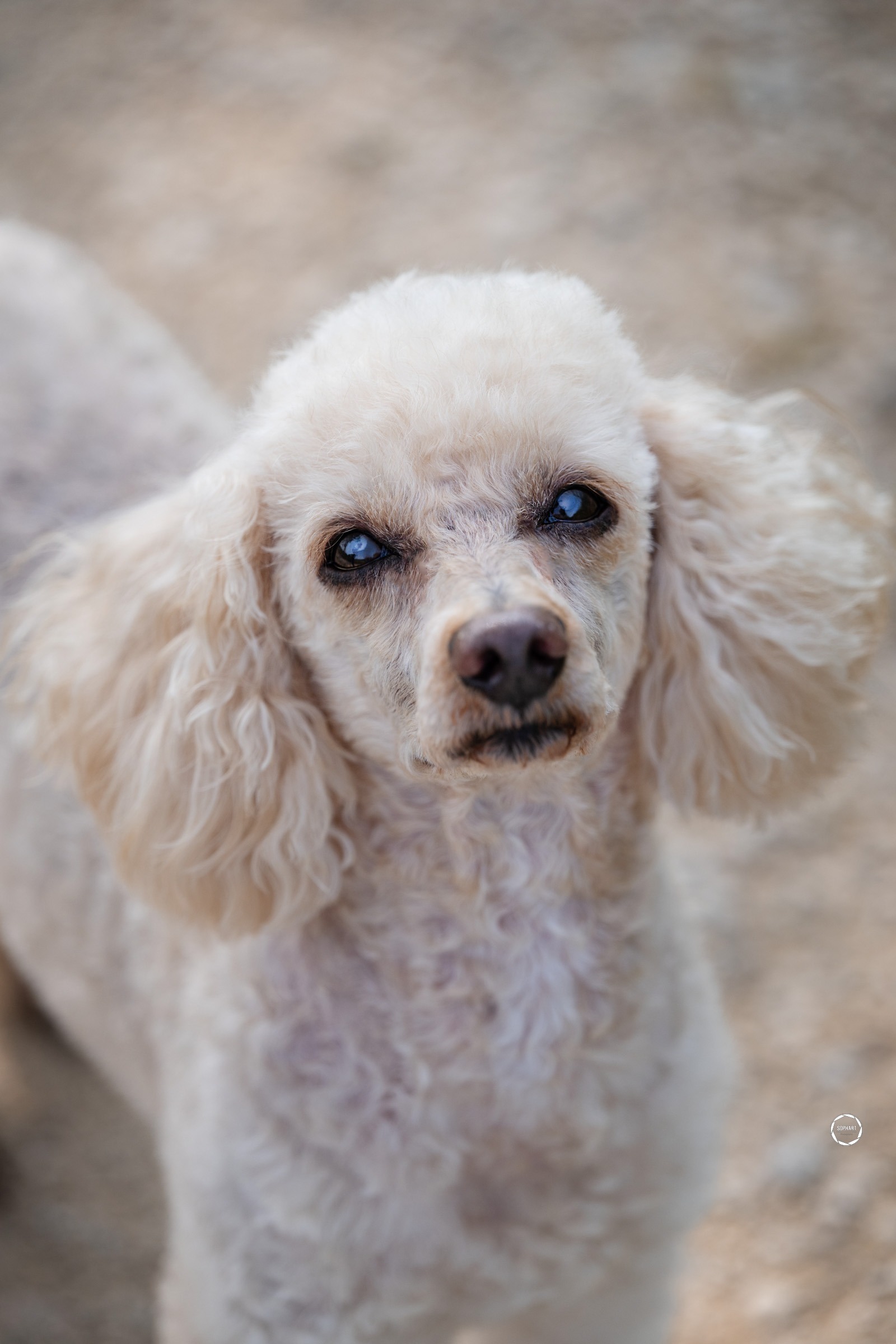 Sophart Photography Outdoor Hundefotografie