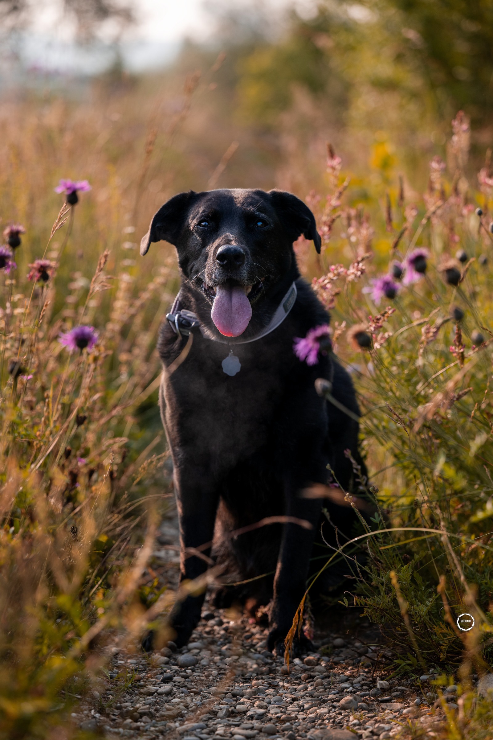Sophart Photography Outdoor Hundefotografie