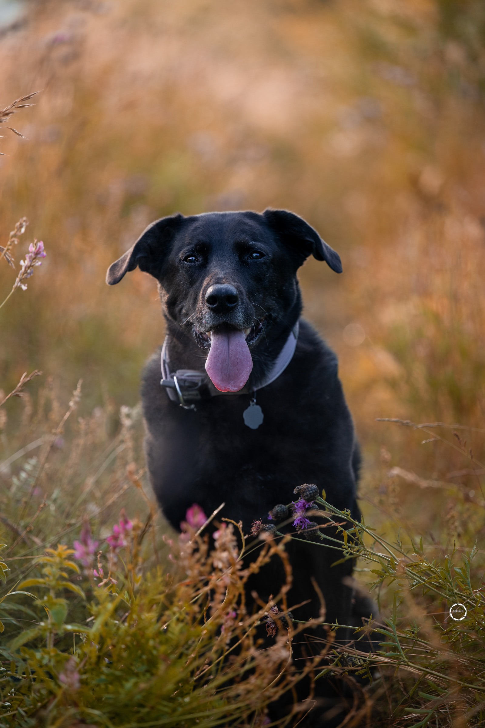 Sophart Photography Outdoor Hundefotografie