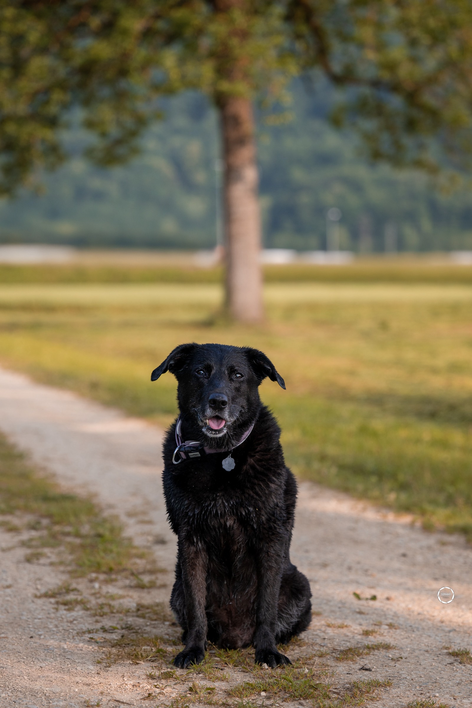 Sophart Photography Outdoor Hundefotografie