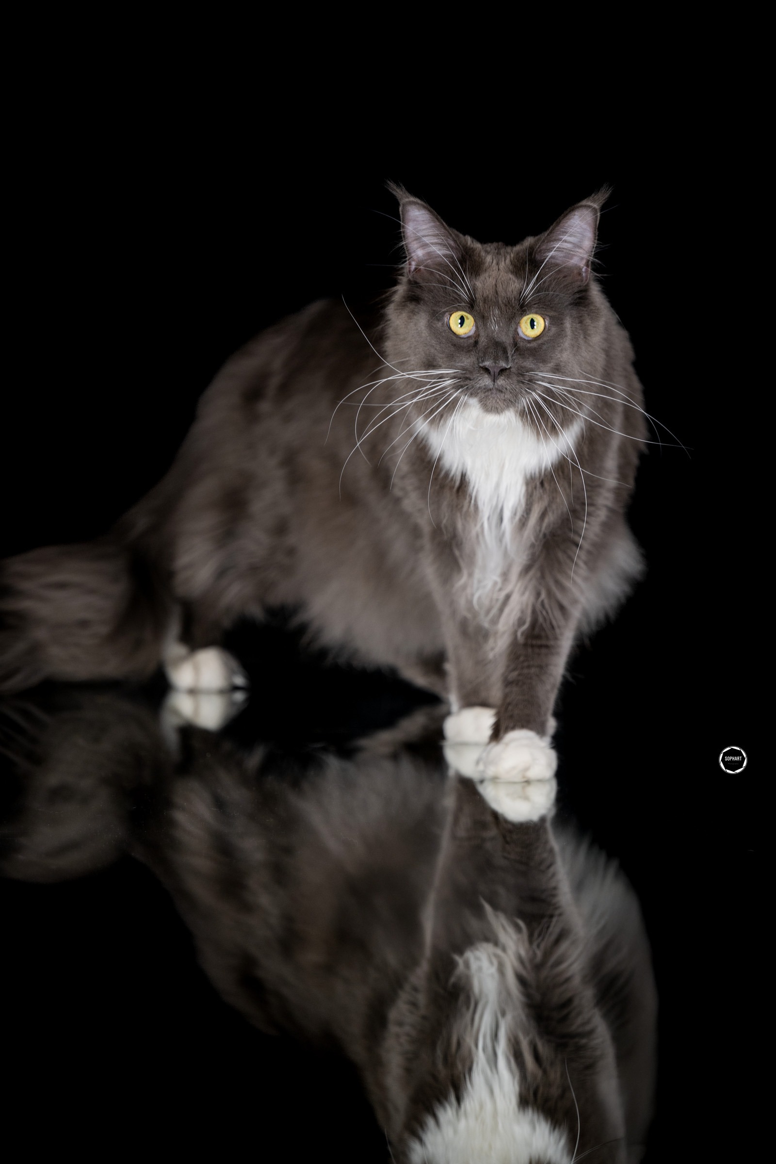 Sophart Photography Katzen Fotografie