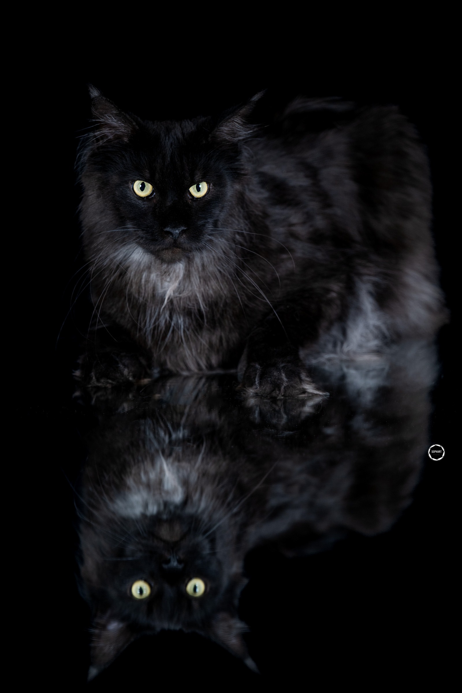 Sophart Photography Katzen Fotografie