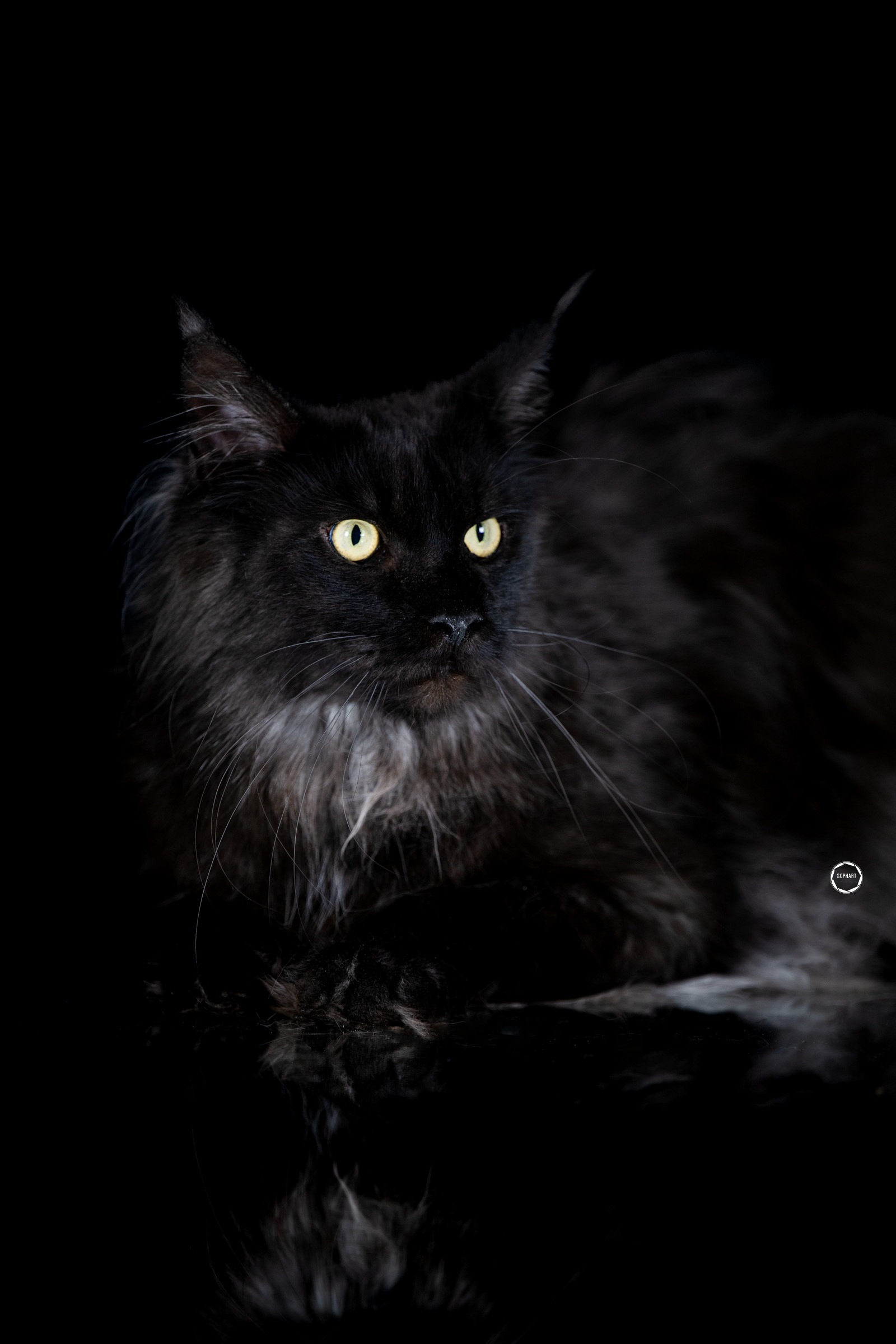 Sophart Photography Katzen Fotografie