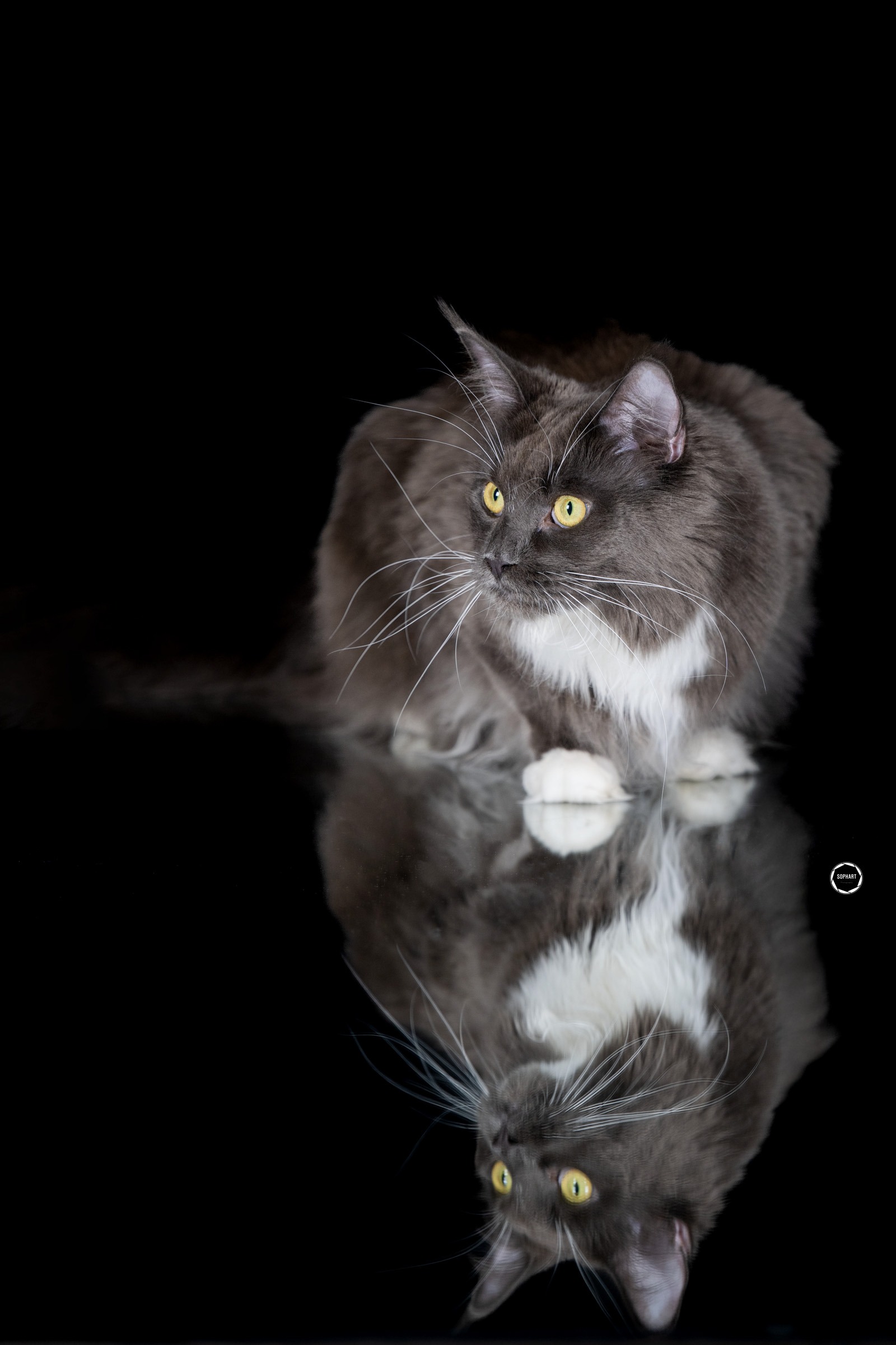 Sophart Photography Katzen Fotografie