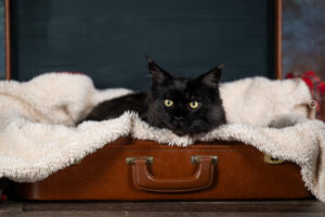 Sophart Photography Katzen Fotografie