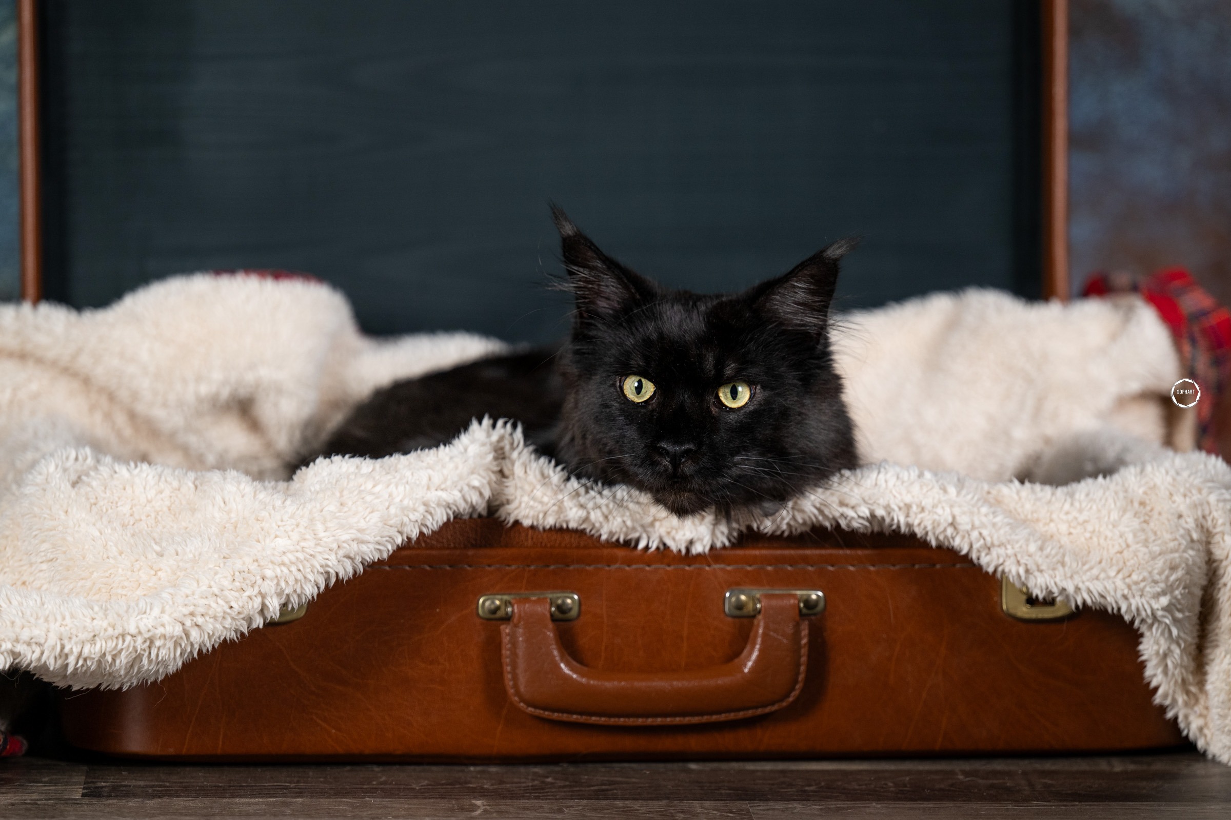 Sophart Photography Katzen Fotografie