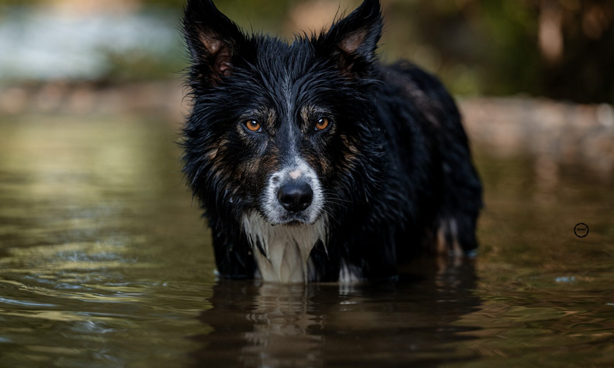 Sophart Photography Outdoor Hundefotografie