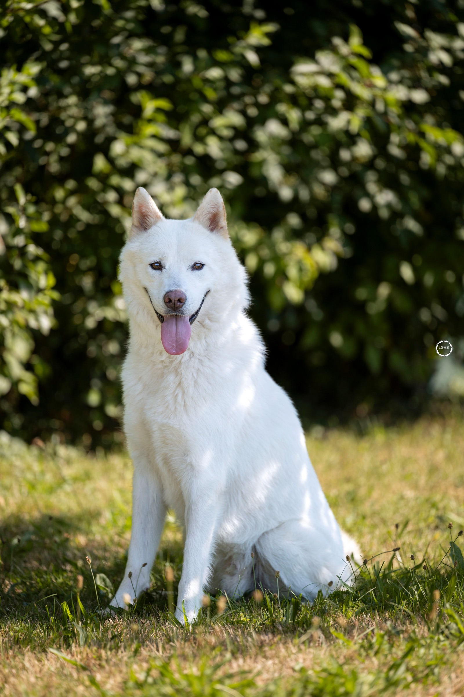 Hundefotografie Arme Pfoten Kooperation
