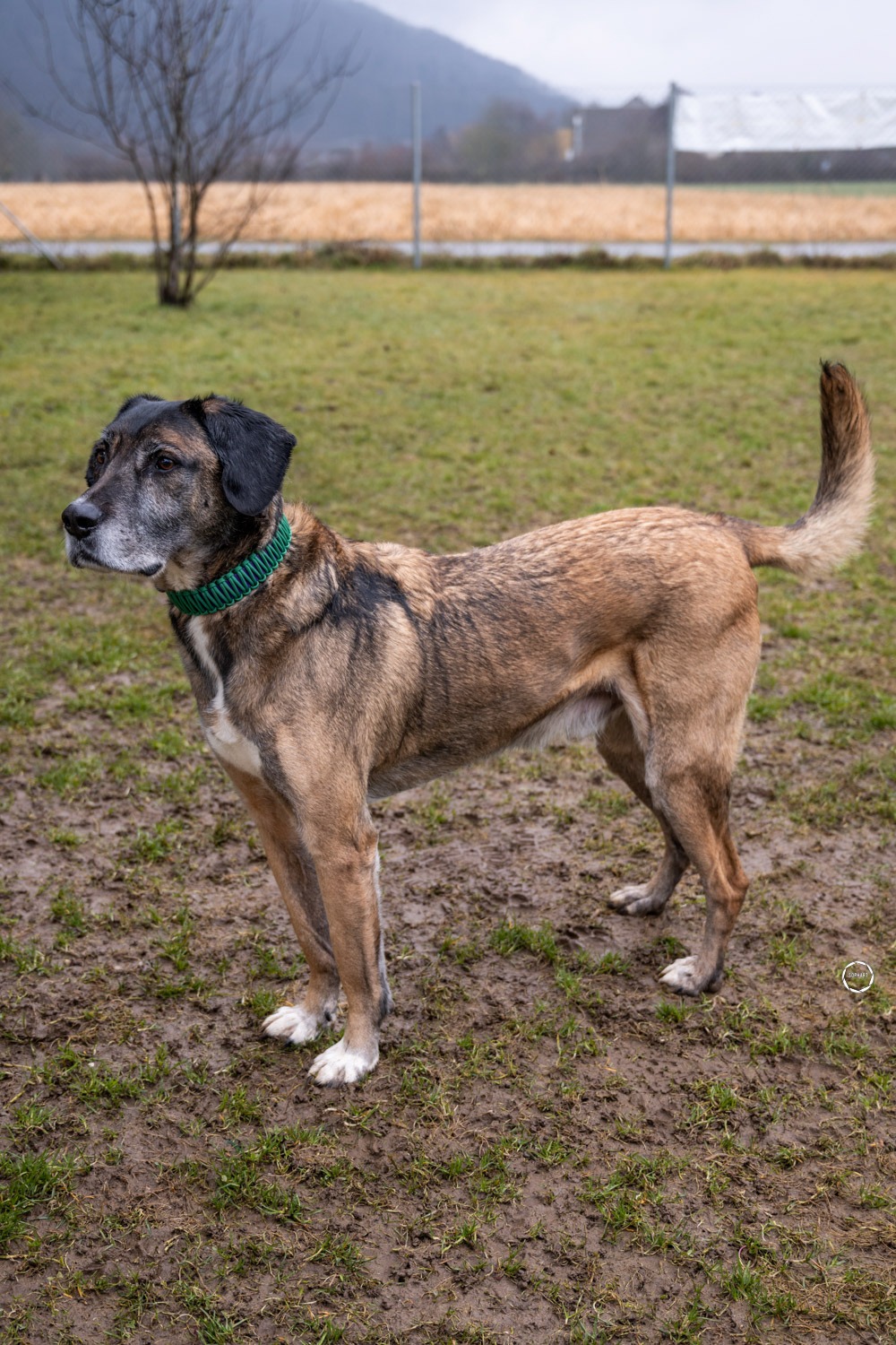 Hundefotografie Arme Pfoten Kooperation