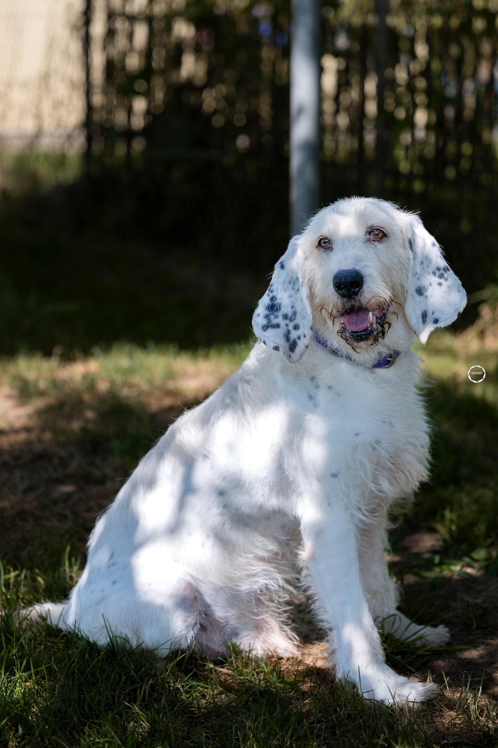 Hundefotografie Arme Pfoten Kooperation