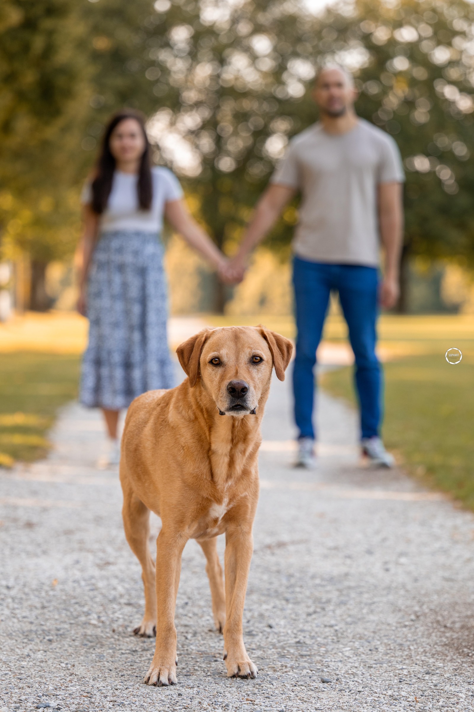 Sophart Photography Hunde Fotoshooting mit Besitzer