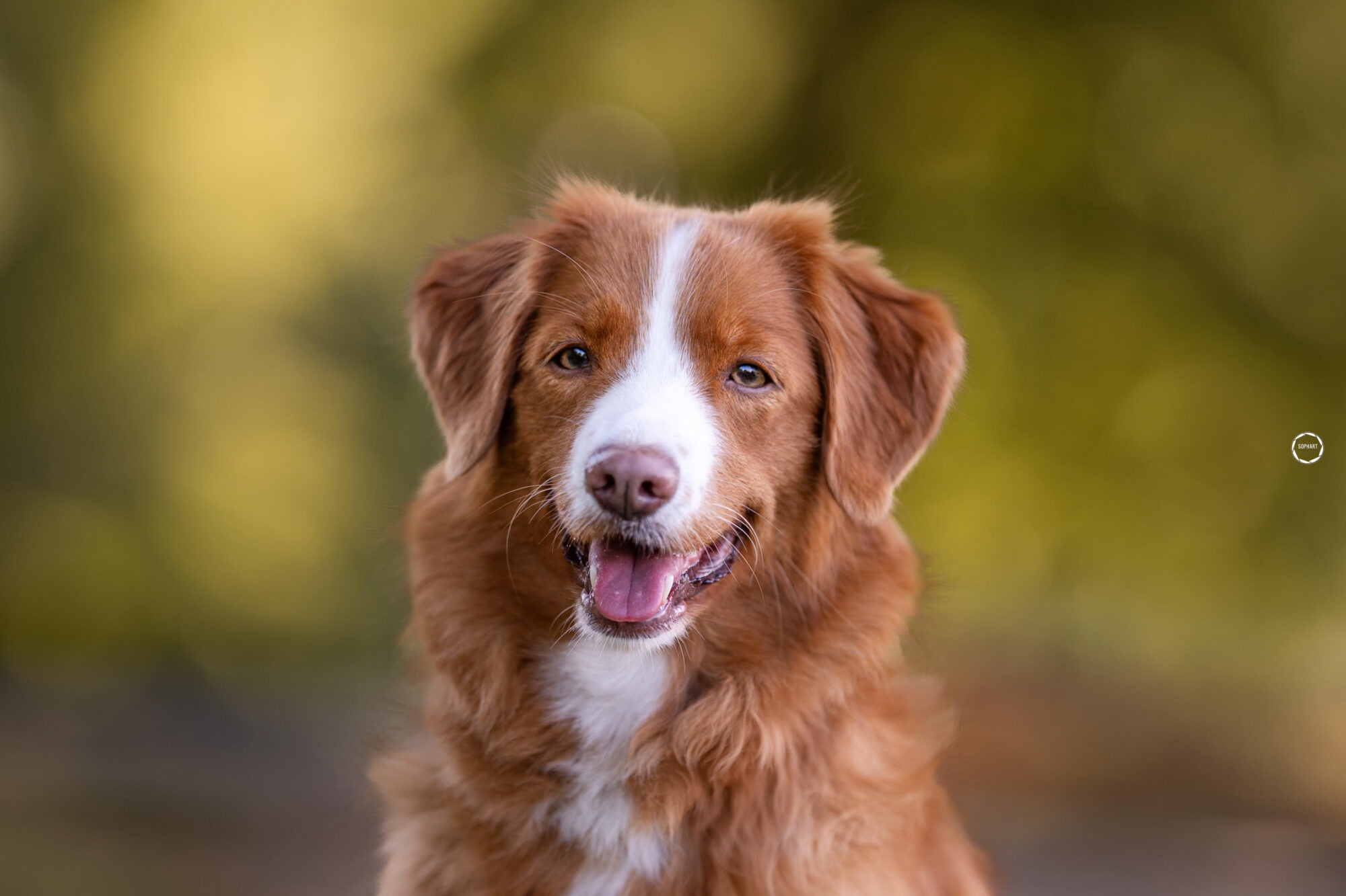 Sophart Photography Hunde Fotoshooting mit Besitzer