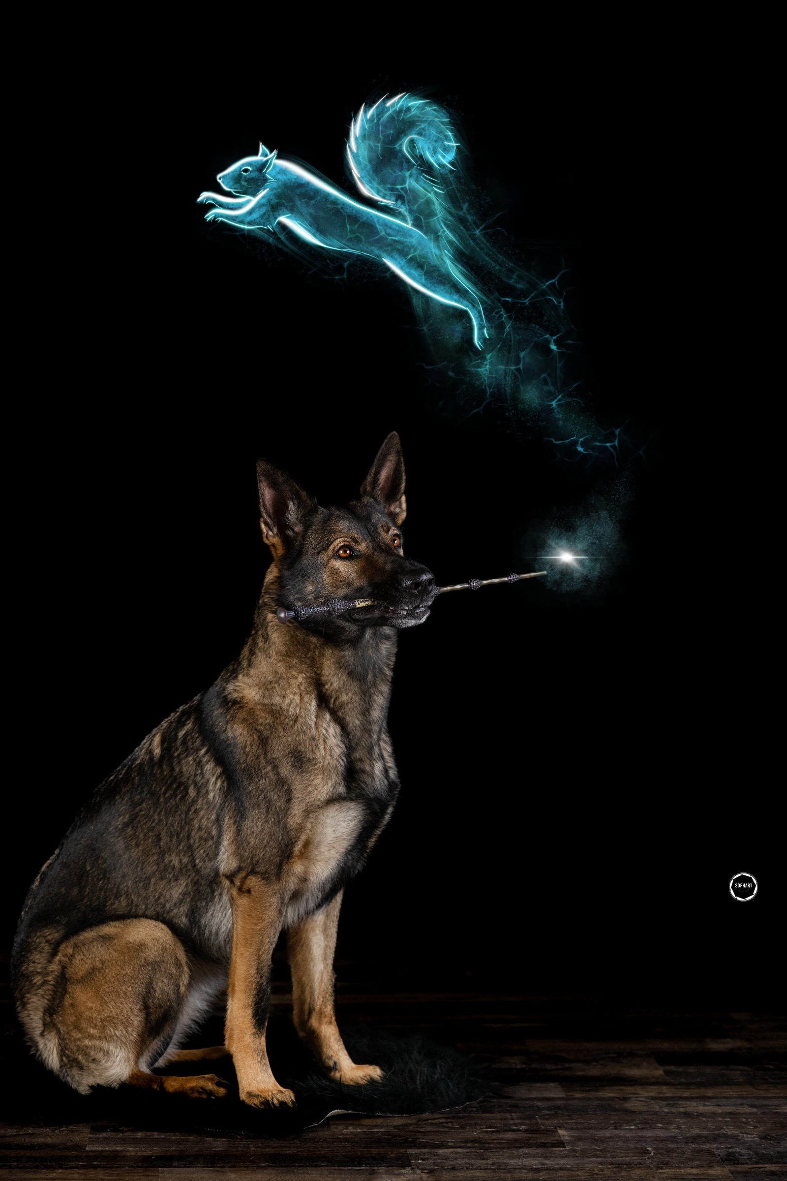 Sophart Photography Hunde Fotografie Dogwarts