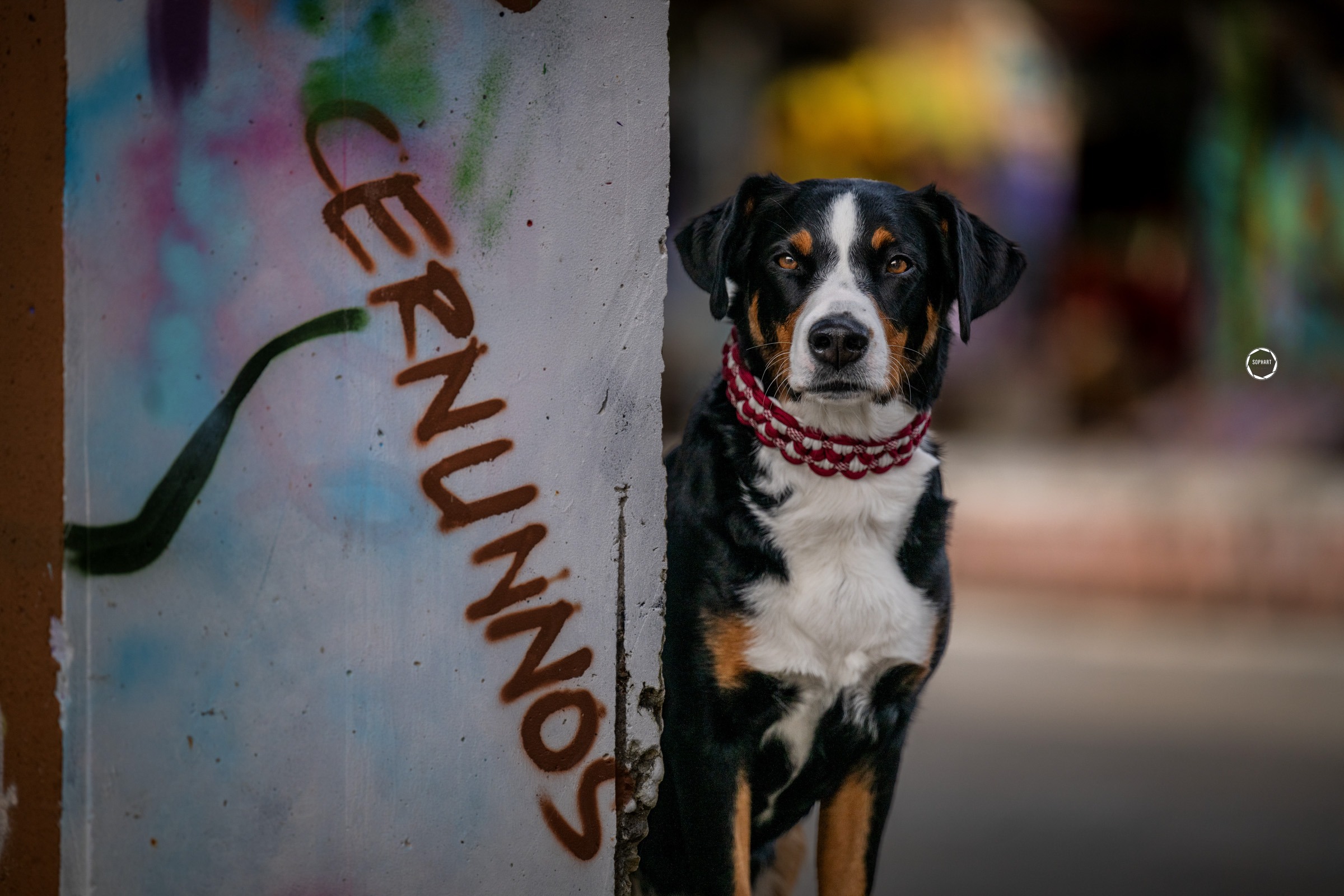 Hundefotografie Ivys Leinenwerkstatt Kooperation