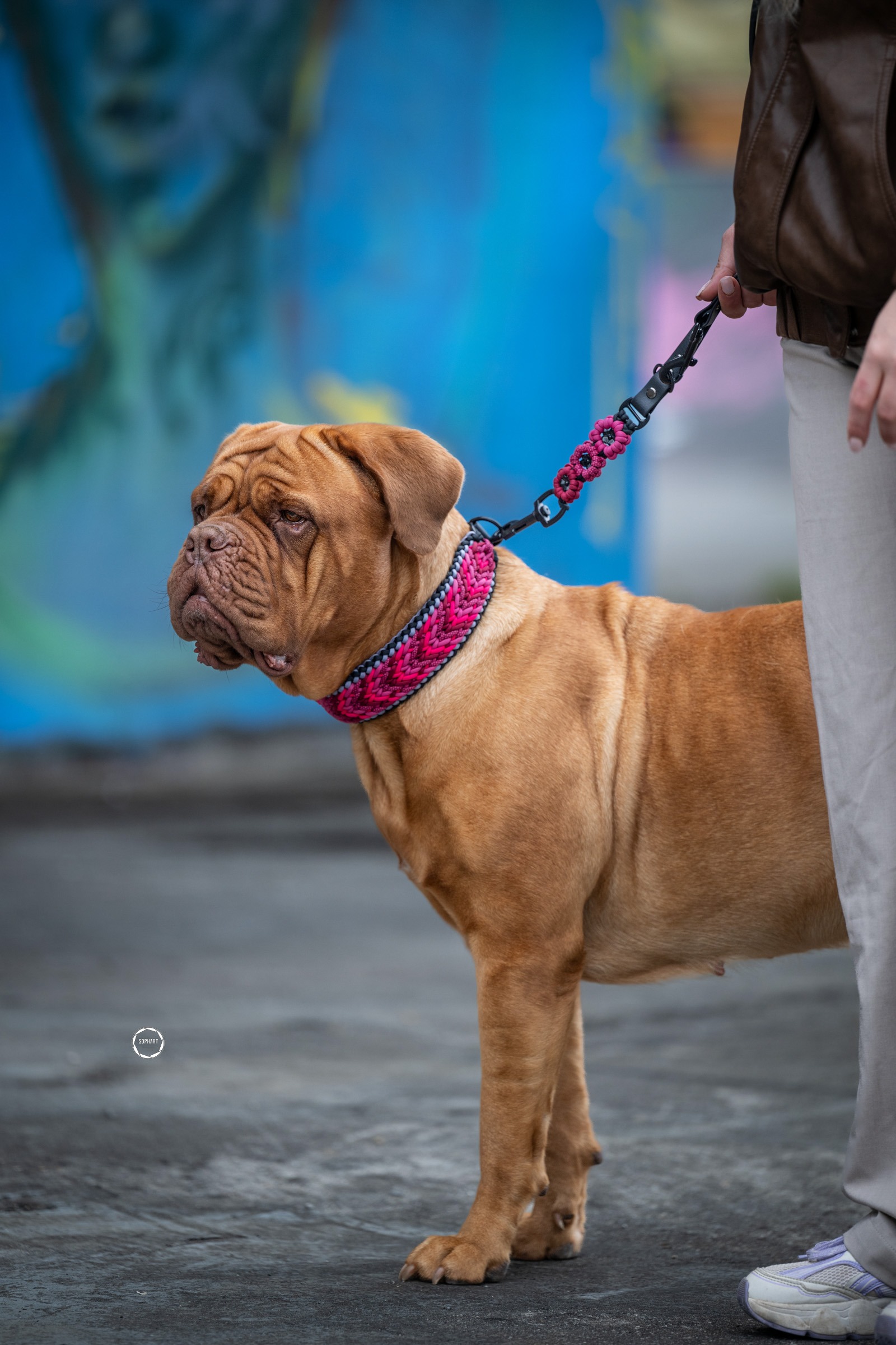 Hundefotografie Ivys Leinenwerkstatt Kooperation