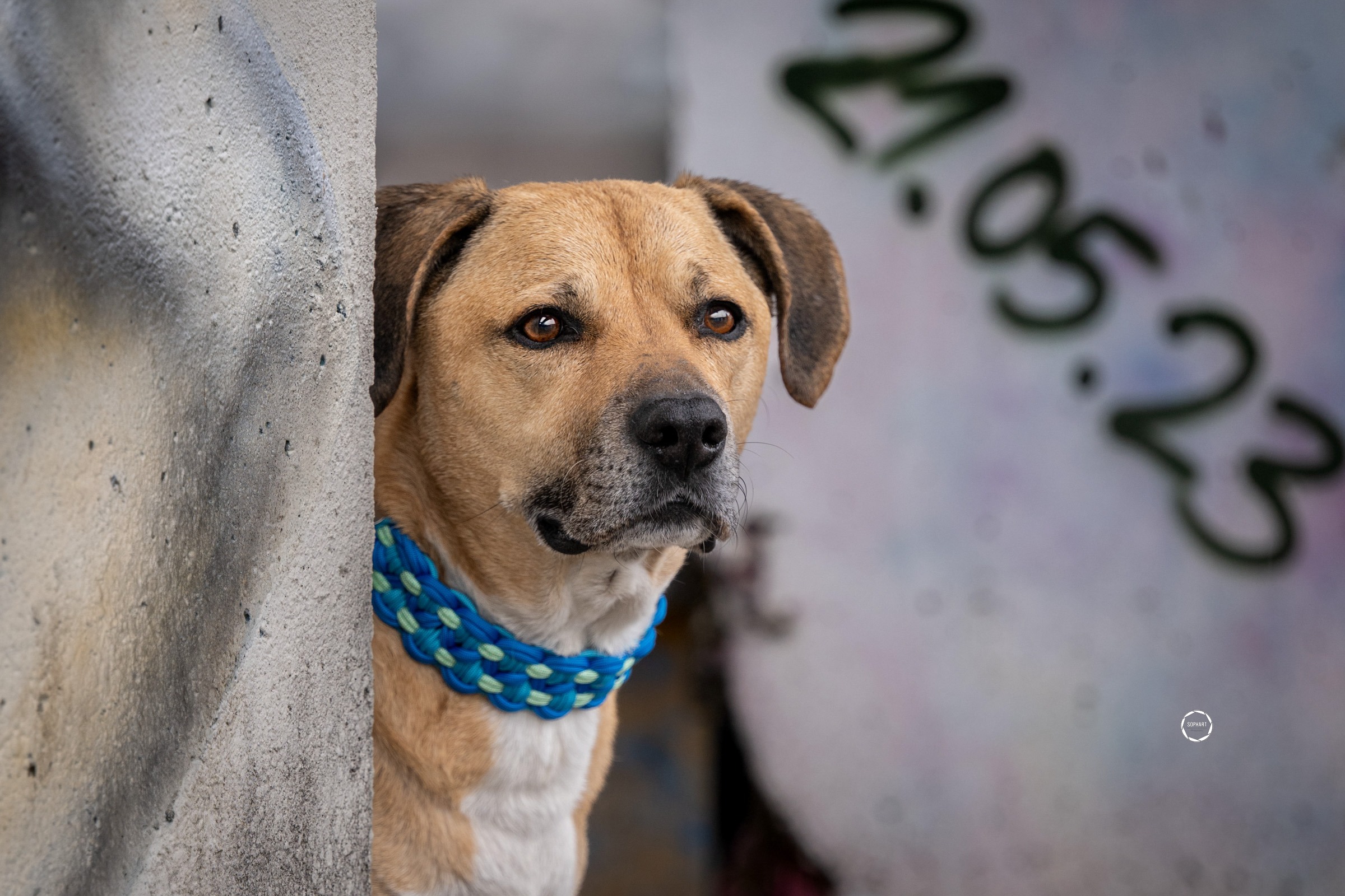 Hundefotografie Ivys Leinenwerkstatt Kooperation