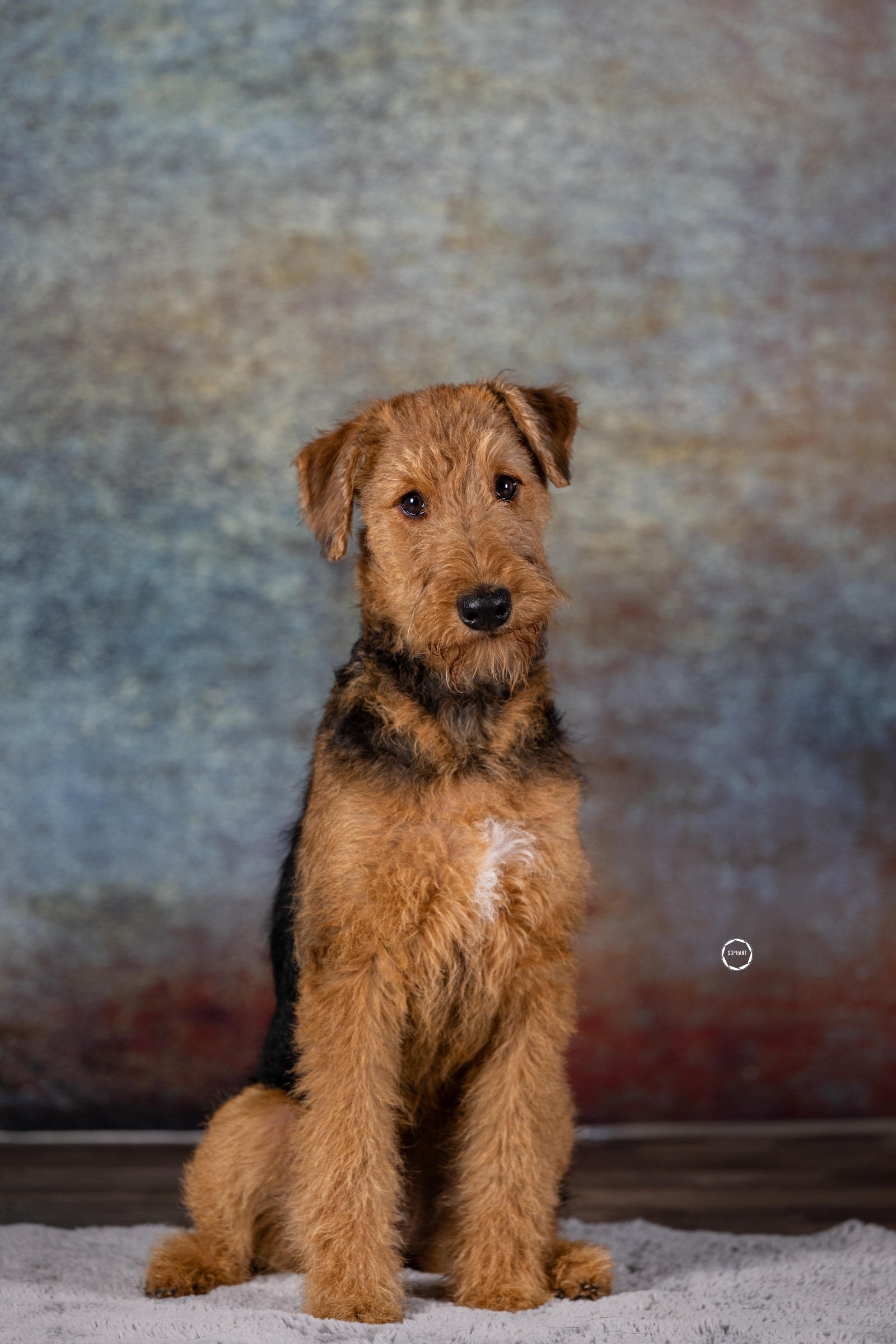 Sophart Photography Welpen Fotografie im Studio