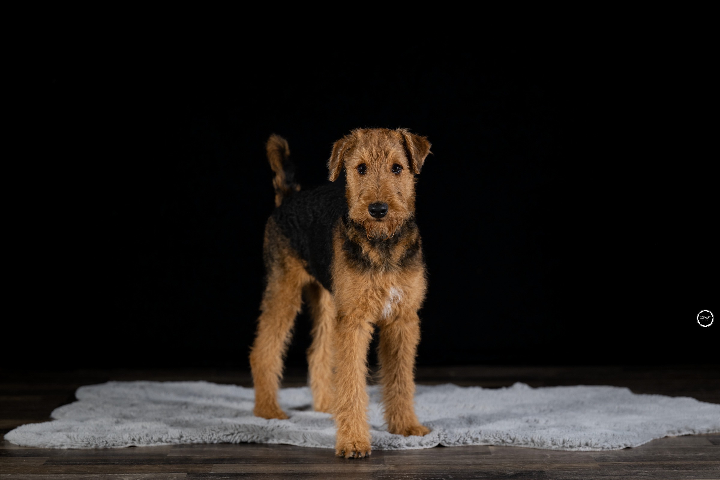 Sophart Photography Welpen Fotografie im Studio