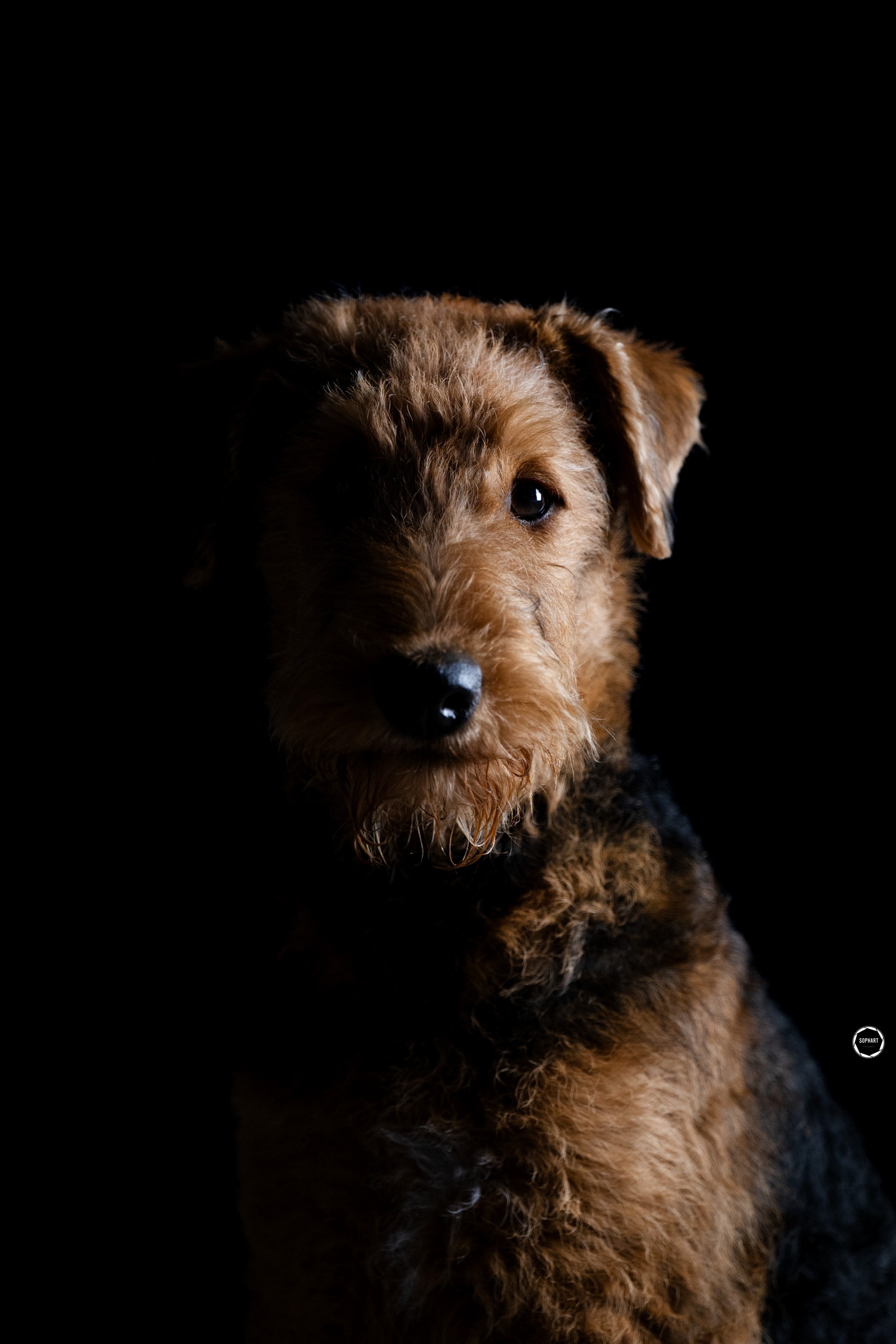 Sophart Photography Welpen Fotografie im Studio