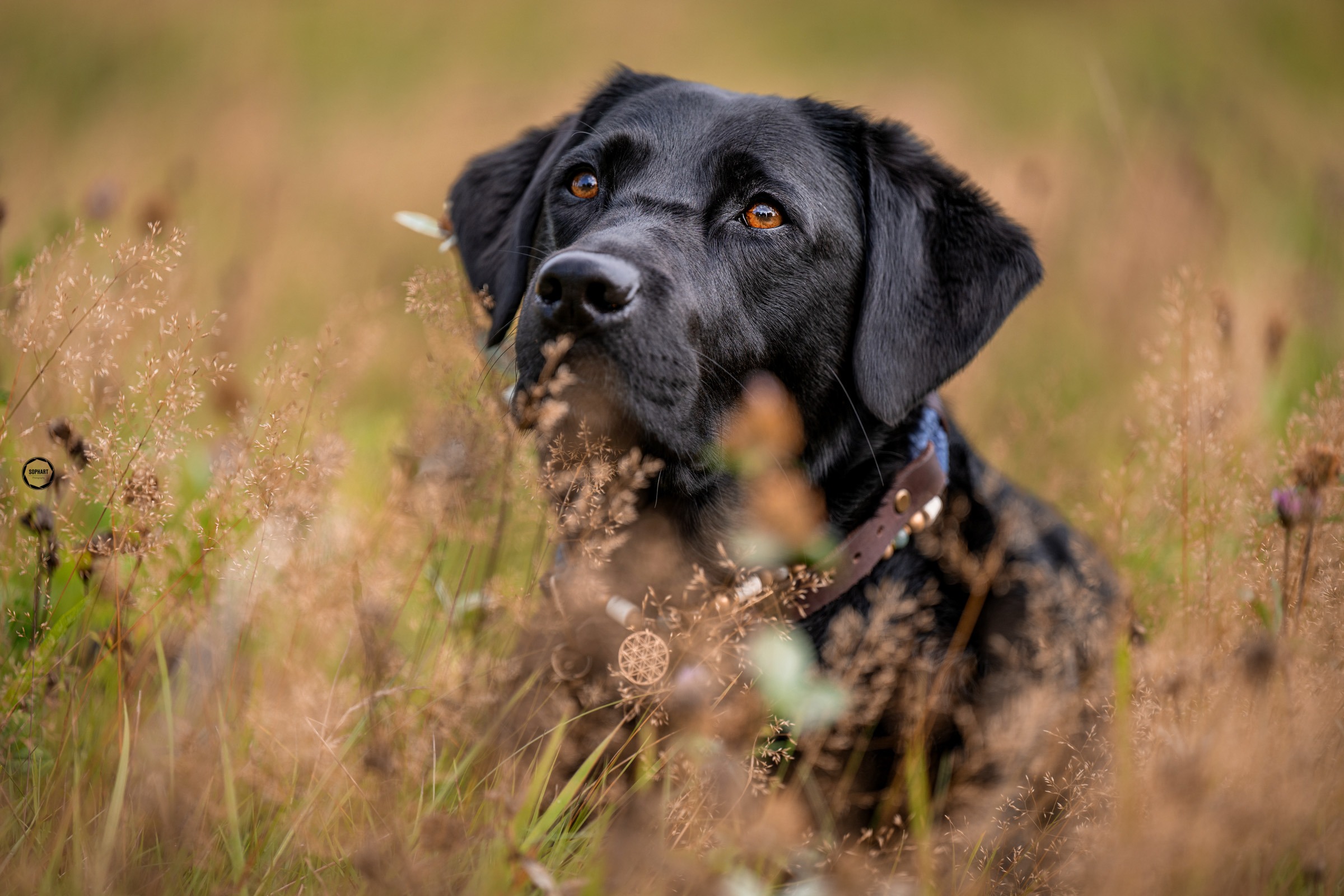 Hundefotoshooting Outdoor
Sophart Photography