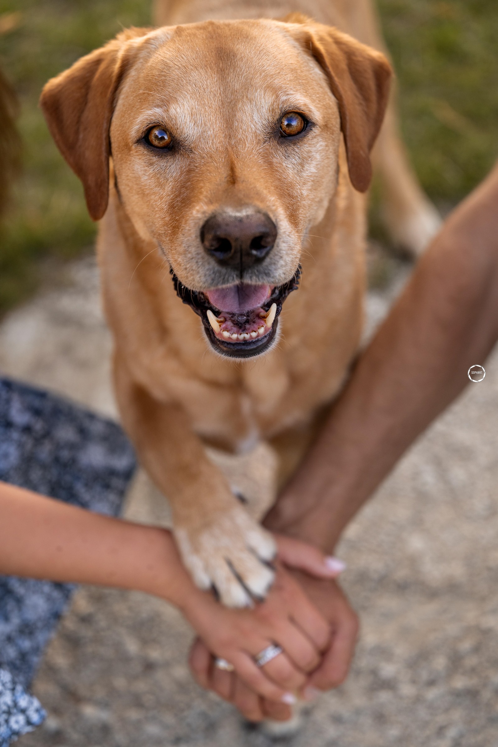 Sophart Photography Hunde Fotoshooting mit Besitzer