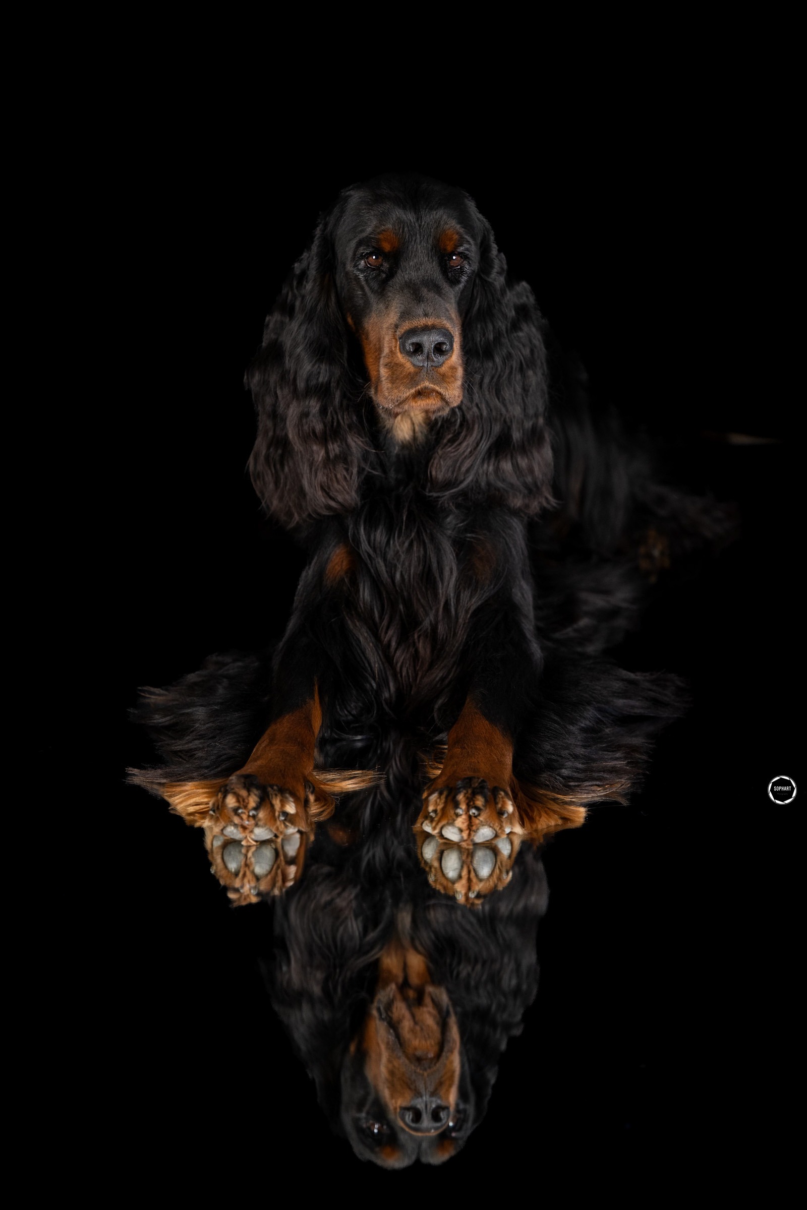 Sophart Photography Hunde Fotografie im Studio
