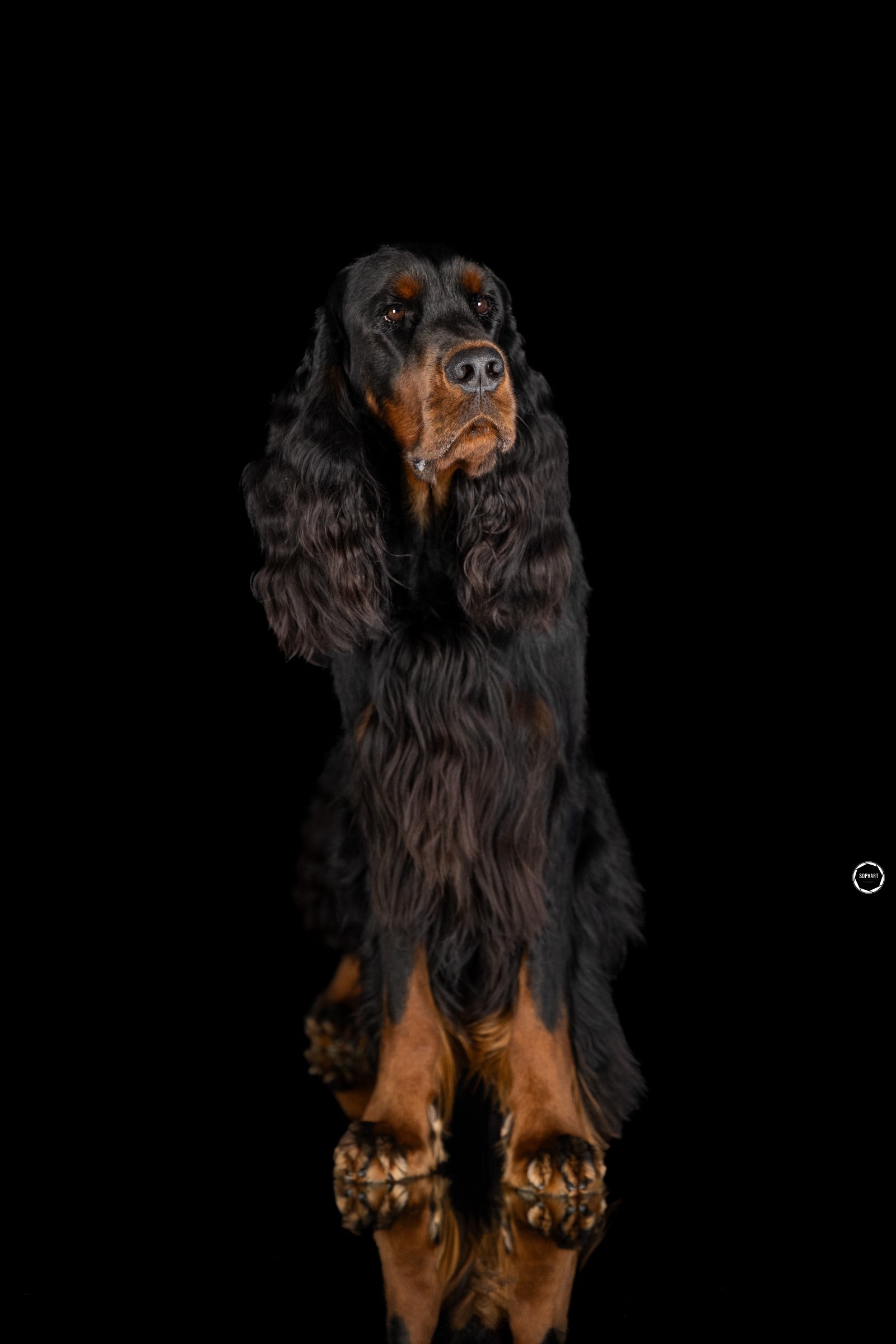 Sophart Photography Hunde Fotografie im Studio