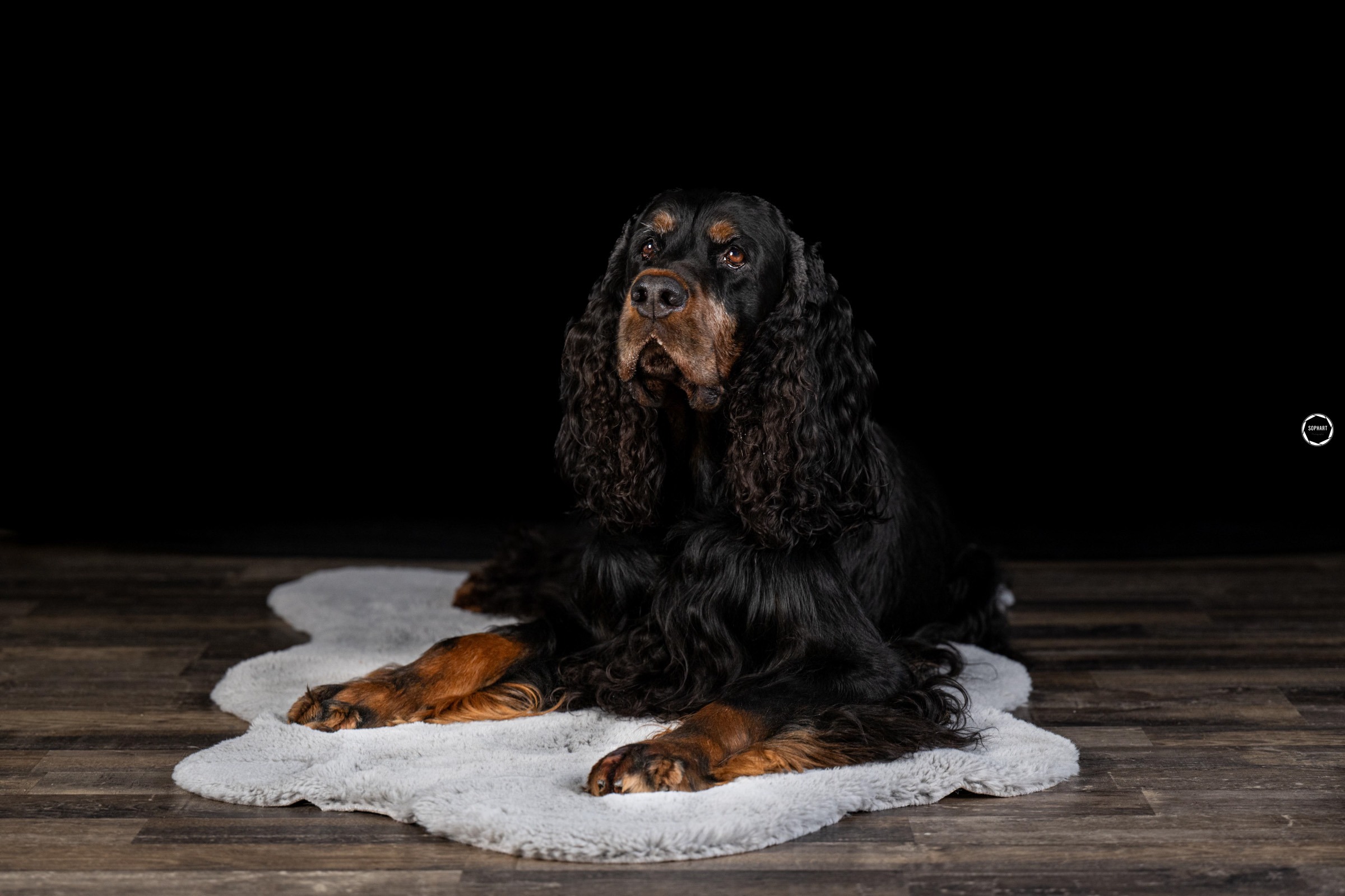 Sophart Photography Hunde Fotografie im Studio