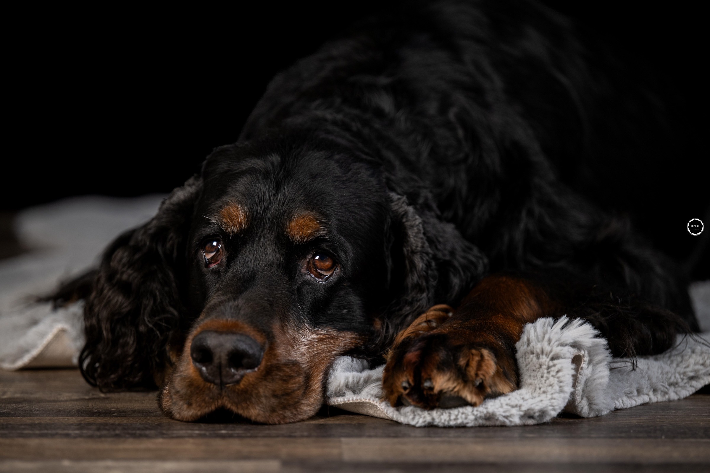 Sophart Photography Hunde Fotografie im Studio