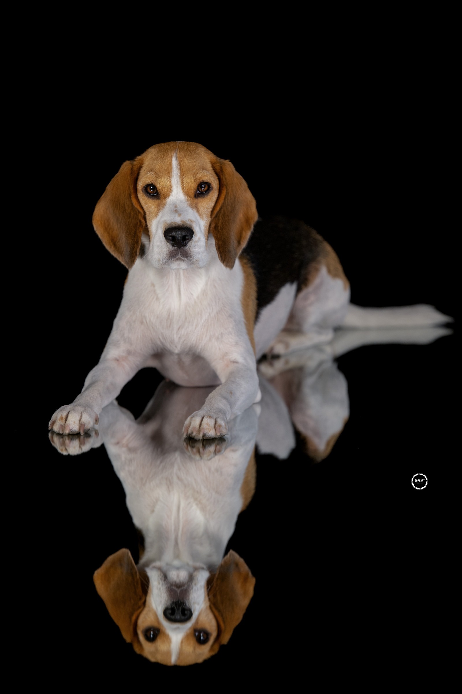 Sophart Photography Hunde Fotografie im Studio