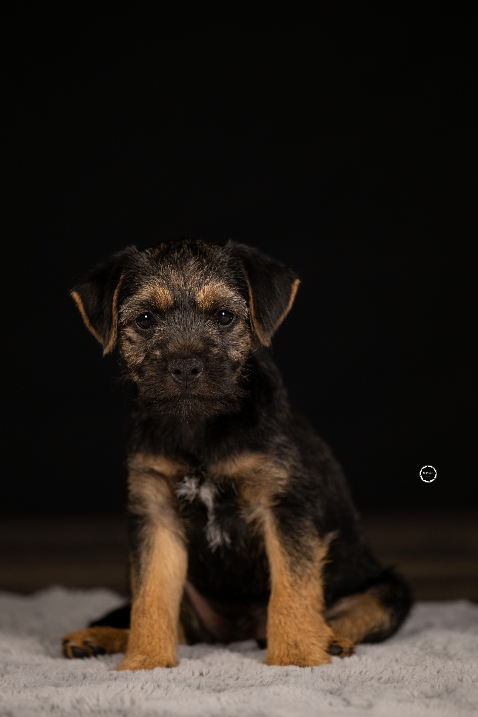 Sophart Photography Welpen Fotografie im Studio