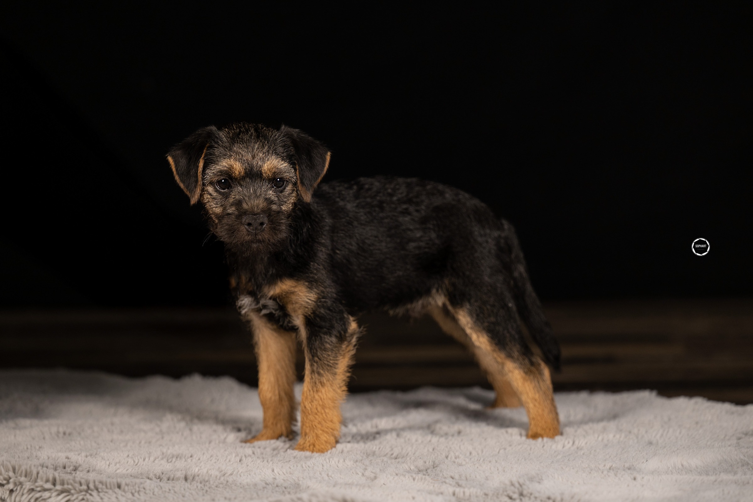 Sophart Photography Welpen Fotografie im Studio
