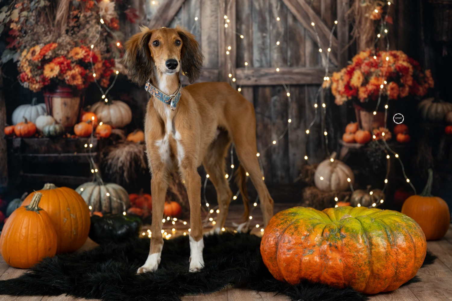 Sophart-Photography
Hunde Events und Hundemärkten im Kanton Aargau