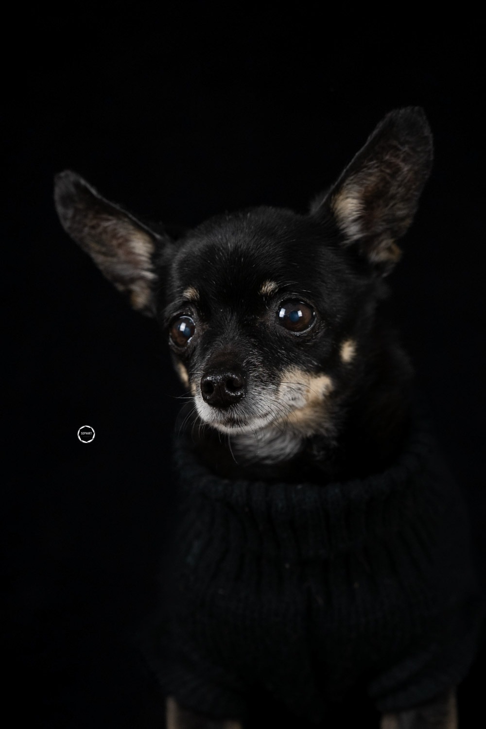 Sophart Photography Hunde Fotografie