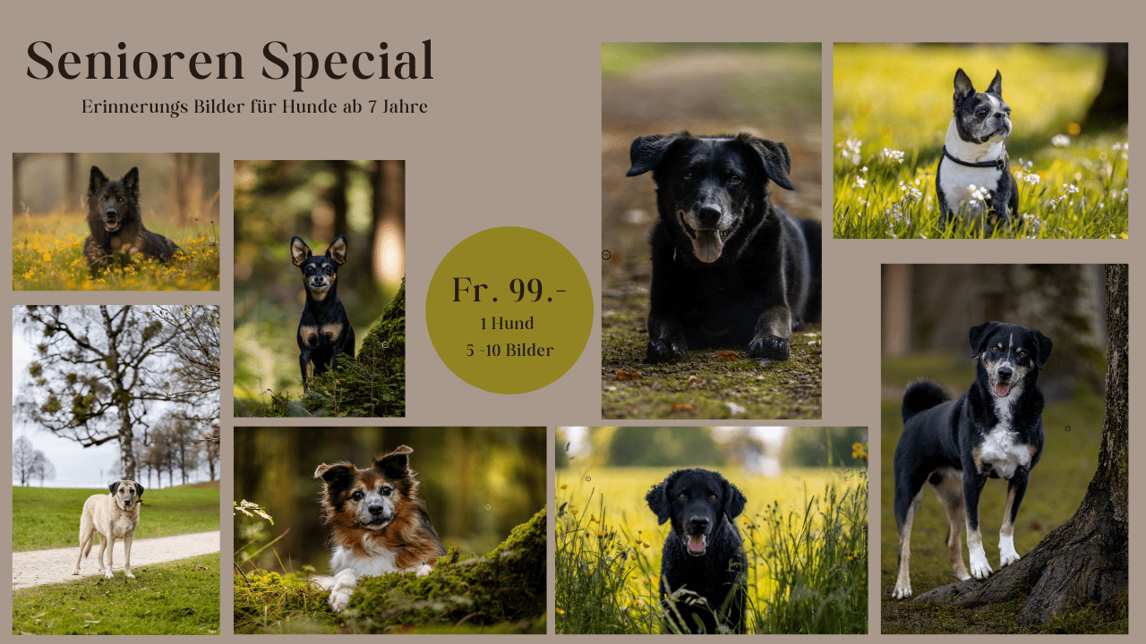 Hundefotoshooting Outdoor
