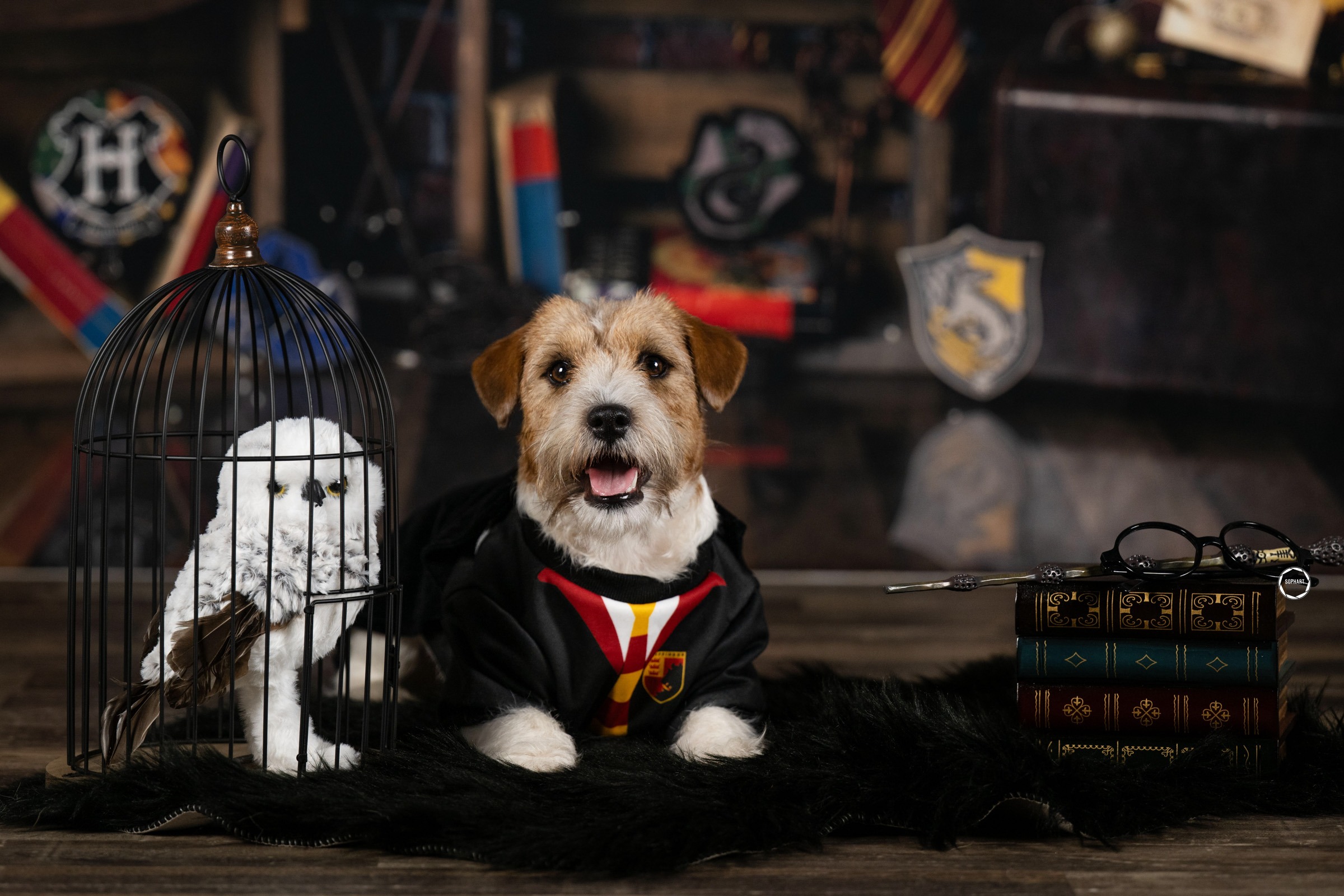 Sophart Photography Hunde Fotografie Dogwarts