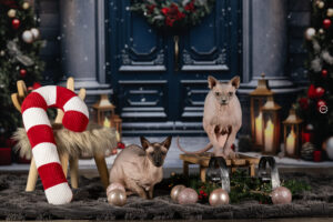 Sophart Photography Katzen Fotografie