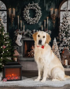 Sophart Photography Weihnachts Hunde Fotoshooting