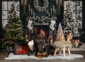 Sophart Photography Weihnachts Hunde Fotoshooting