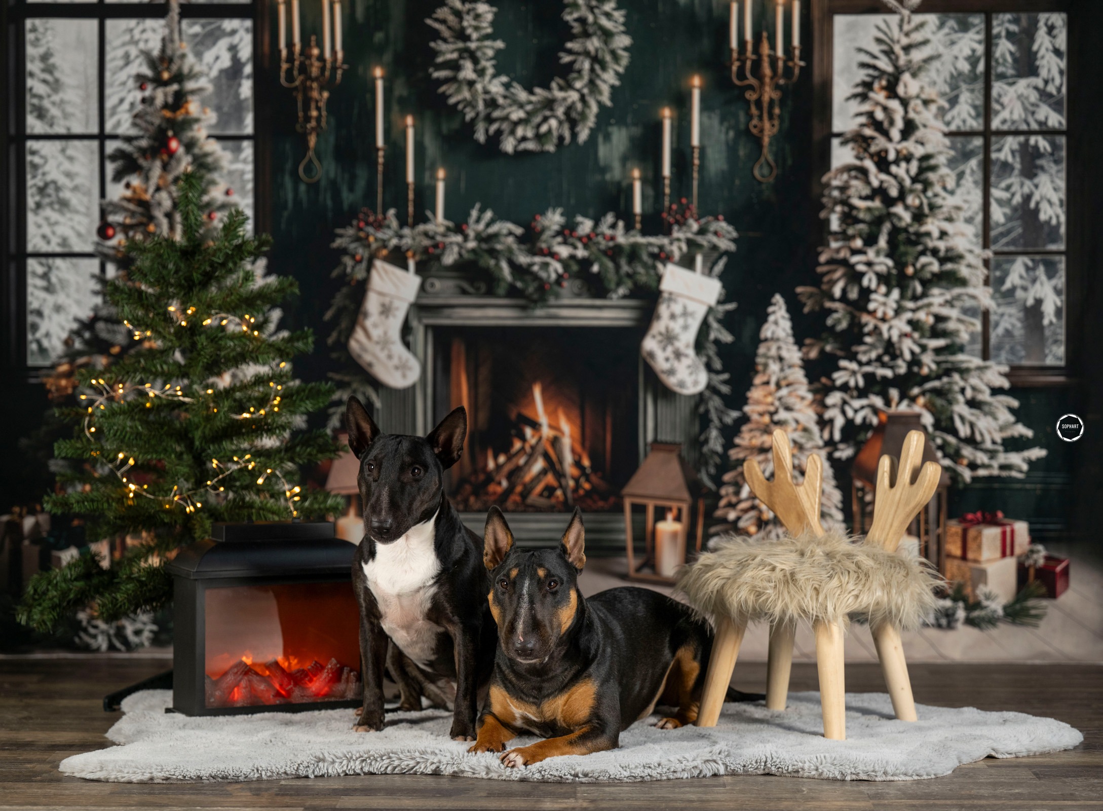 Sophart Photography Weihnachts Hunde Fotoshooting