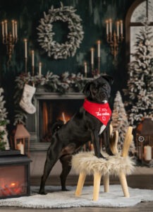 Sophart Photography Weihnachts Hunde Fotoshooting