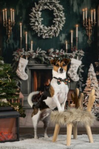 Sophart Photography Weihnachts Hunde Fotoshooting