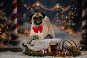 Sophart Photography Weihnachts Hunde Fotoshooting