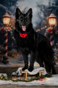 Sophart Photography Weihnachts Hunde Fotoshooting
