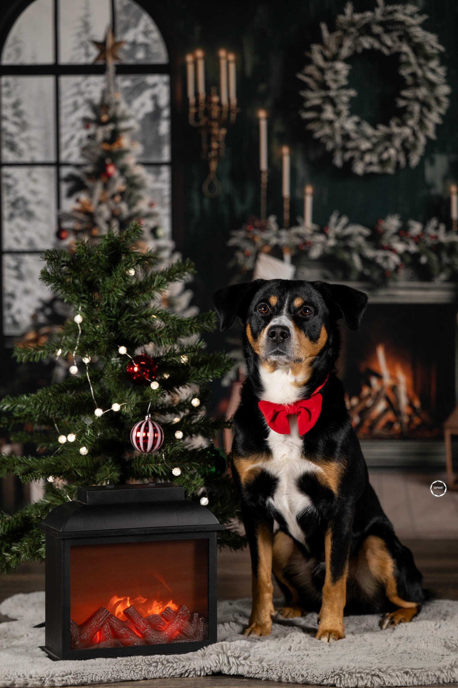 Sophart Photography Weihnachts Hunde Fotoshooting