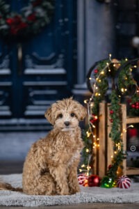 Sophart Photography Weihnachts Hunde Fotoshooting